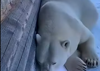 V2403009 🐻 ❄️❄️ ¡Mi oso polar me salvó de morir congelado! 😱💙 (Part 2)