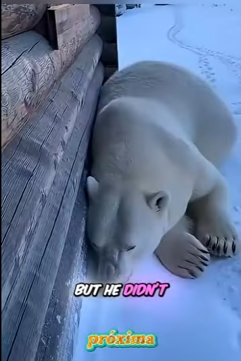 V2403009 🐻 ❄️❄️ ¡Mi oso polar me salvó de morir congelado! 😱💙 (Part 2)