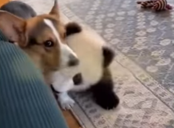 V2403004 Un panda bebé se coló en su casa 🐼❤️ (Part 2)