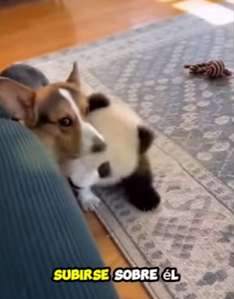 V2403004 Un panda bebé se coló en su casa 🐼❤️ (Part 2)