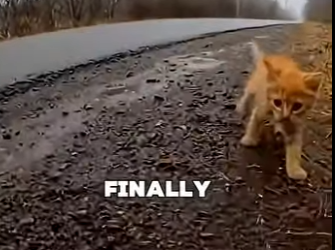 V2403003 🐱🦅 El gatito rescatado que enseñó a volar a un ave 🕊️❤️ (Part 2)