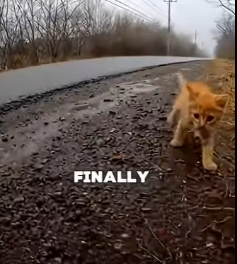 V2403003 🐱🦅 El gatito rescatado que enseñó a volar a un ave 🕊️❤️ (Part 2)