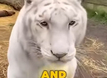 V2403008 🐯💔 Hombre salva a cachorro de tigre embarazada y ¡lo que pasa después te dejará sin palabras (Part 2)