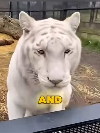 V2403008 🐯💔 Hombre salva a cachorro de tigre embarazada y ¡lo que pasa después te dejará sin palabras (Part 2)