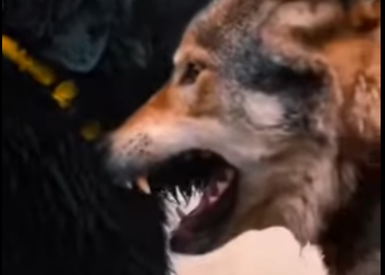 V2403001 El latido que la devolvió a la vidaPerro ahoga a un lobo para salvar a un gato😱rescateanimal (Part 2)