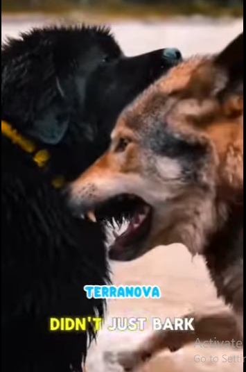 V2403001 El latido que la devolvió a la vidaPerro ahoga a un lobo para salvar a un gato😱rescateanimal (Part 2)