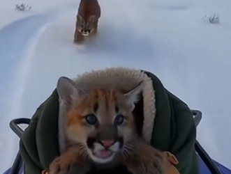 F2203004 wolves took her cub…then this happened (Part 2)