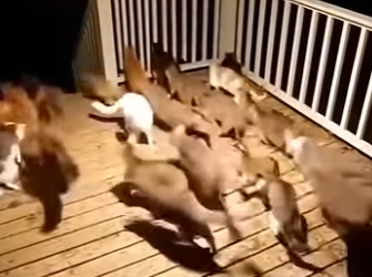 V2403005 The cat rescued the piglet (Part 2)