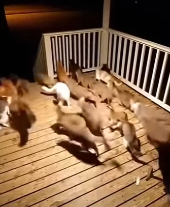 V2403005 The cat rescued the piglet (Part 2)