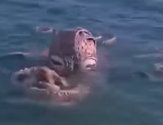 V2403010 El secreto detrás de la increíble flexibilidad y camuflaje de los pulpos 🔍🐙 ✅ (Part 2)