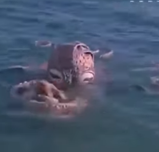 V2403010 El secreto detrás de la increíble flexibilidad y camuflaje de los pulpos 🔍🐙 ✅ (Part 2)