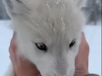 P1603004 P1603004 Officially a “Foster Fail.” Oops. (Part 2)