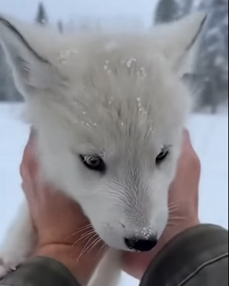 P1603004 P1603004 Officially a “Foster Fail.” Oops. (Part 2)