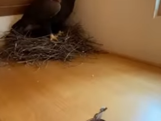 P1303005 During a blizzard, a golden eagle burst through my window…(Part 2)