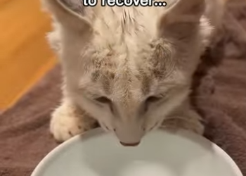 P0403007 Bobcat Asked Me Help Before It Was Too Late (Part 2)