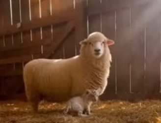 L2303001 This guy was acting like he was a sheep (Part 2)