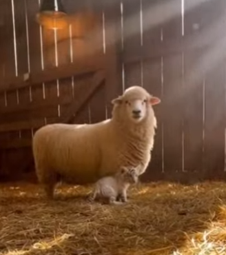 L2303001 This guy was acting like he was a sheep (Part 2)