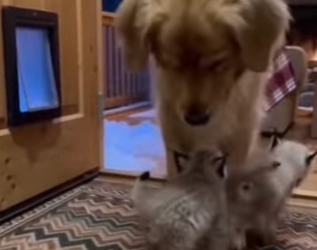 L2303004 One snowy night… two tiny lynx kittens crawled through dog door (Part 2)