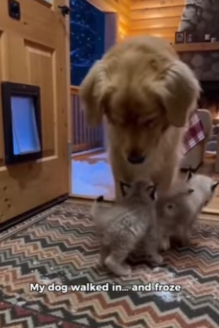 L2303004 One snowy night… two tiny lynx kittens crawled through dog door (Part 2)