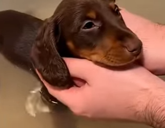 Abandoned Because His Legs Didn’t Work… Watch What Changed His Life (Part 2)