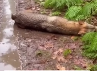 F2203002 A starving wolf with a plastic jug stuck on its head 😭 (Part 2)