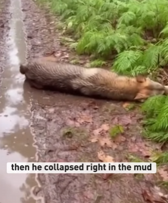 F2203002 A starving wolf with a plastic jug stuck on its head 😭 (Part 2)