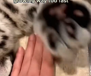 L2303003 This cat brought home someone thinking it was a little brother…..but it was NOT a kitten! (Part 2)