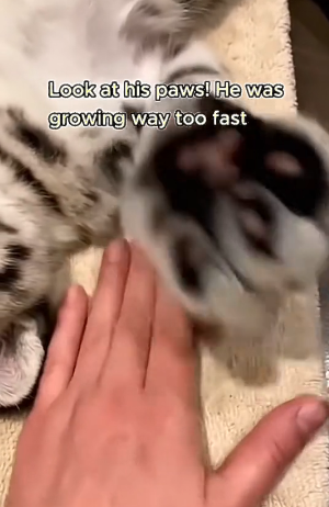 L2303003 This cat brought home someone thinking it was a little brother…..but it was NOT a kitten! (Part 2)