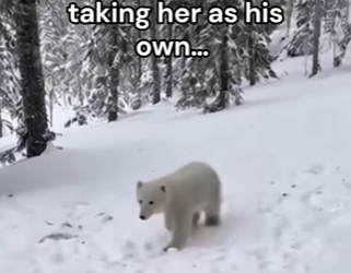 F2403009 Man witness a wolf befriending a polar bear cub (Part 2)