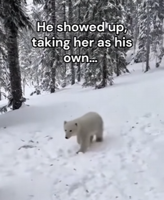 F2403009 Man witness a wolf befriending a polar bear cub (Part 2)