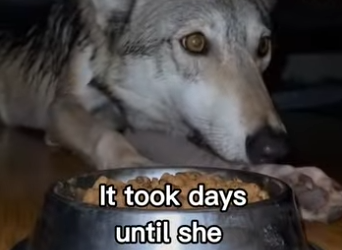 F2403005 Wolves are just giant dogs❤️ (Part 2)