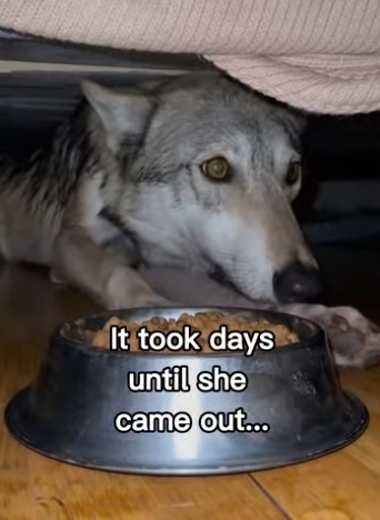 F2403005 Wolves are just giant dogs❤️ (Part 2)