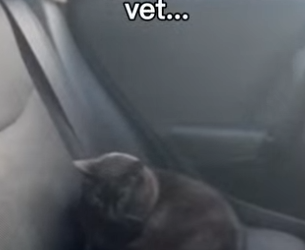 F2403006 Should I Keep the Kittens Yes or Yes (Part 2)