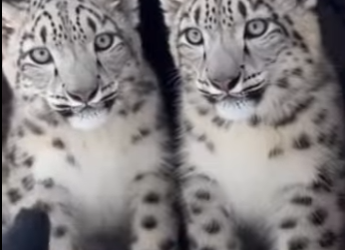 F2403001 An eagle was carrying him away… I had to do something (Part 2)