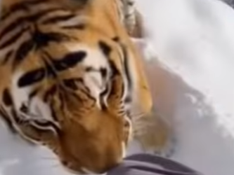 F2403012 tiger came out of mountains carrying her weak cub did some… (Part 2)