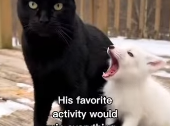 F2403007 My cat saved this fox!😳❤️ (Part 2)