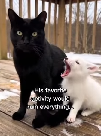 F2403007 My cat saved this fox!😳❤️ (Part 2)