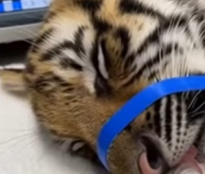 F2403004 An Elephant Gave Me a Tiger Cub (Part 2)