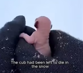 F2403010 Not just a rescue, but a family member. (Part 2)