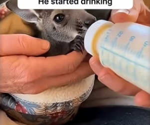 F2403011 They didn’t have a voice, so I gave them a home. (Part 2)