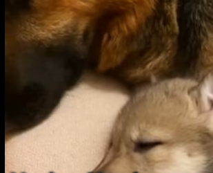 F2403002 He Saved a Dying Wolf Pup… and Months Later, She Returned (Part 2)