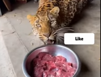 D2203008 I Found a Small Leopard Family in My Garage (Part 2)