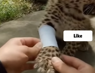 D2203011 Dangerous Vultures Snatching Him Alive… Then I Reachied (Part 2)