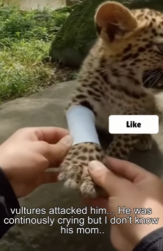 D2203011 Dangerous Vultures Snatching Him Alive… Then I Reachied (Part 2)