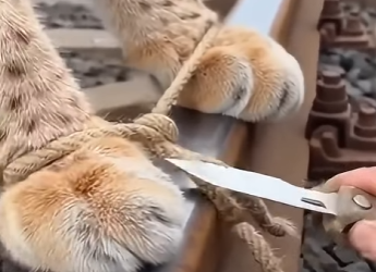 K2303004 This man found a Lynx Trapped on Railway (Part 2)