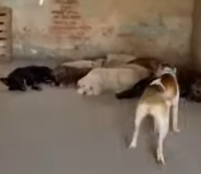 E2103011 The dog team rescues a stolen kitten and returns it to its mother (Part 2)