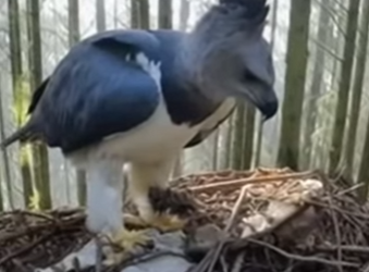 I Saved Her Eggs From Wolves… She Never Forgot Me A harpy eagle fighting off wolves led to the most (Part 2)