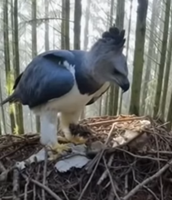 I Saved Her Eggs From Wolves… She Never Forgot Me A harpy eagle fighting off wolves led to the most (Part 2)