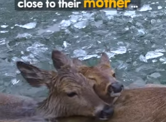 I2503002 The helpless look in the mothers eyes… 🥺 (Part 2)