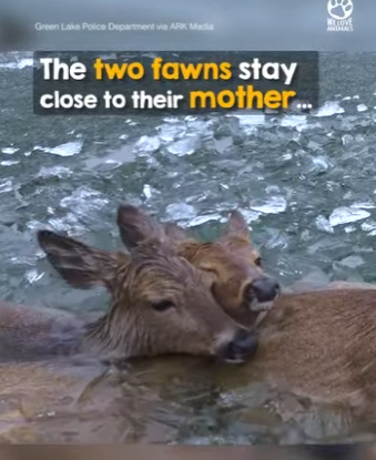 I2503002 The helpless look in the mothers eyes… 🥺 (Part 2)